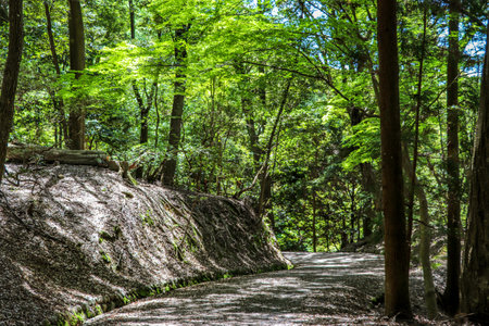 Walking the promenade in the forestの写真素材