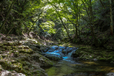 Clear stream flowing through calm forestの写真素材