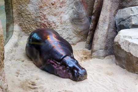 Small cute hippopotamus which looks like eggplant