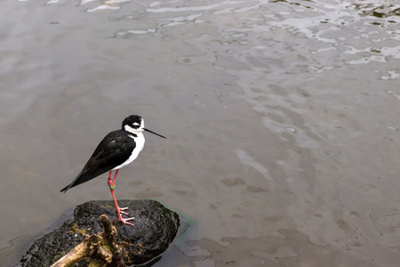 A cool wild bird standing in the watersideの写真素材