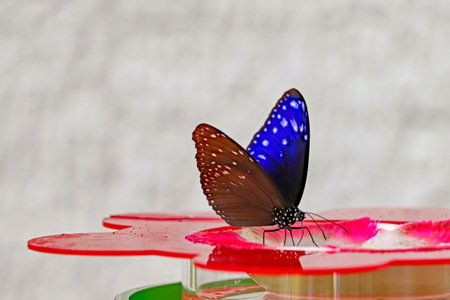 Beautiful purple butterfly sucking nectar on the plate