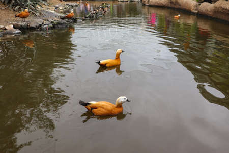 Two red ducks floating in the waterの写真素材