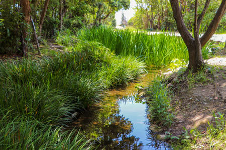 Stream flowing in the shade of the treesの写真素材