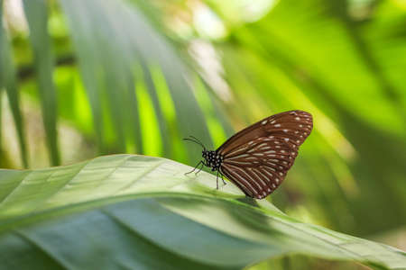 Mottled butterfly on green leaf