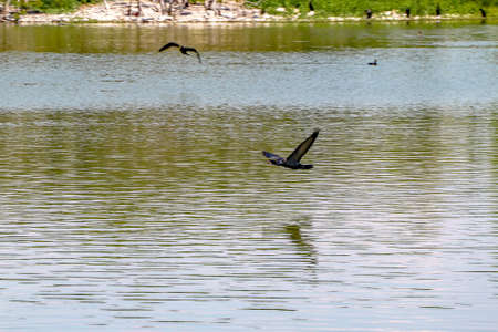 Black bird flying on the pondの写真素材
