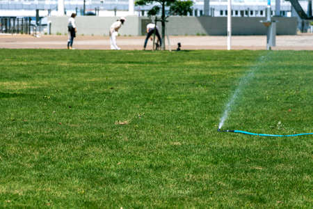 Watering the green grass with a hose