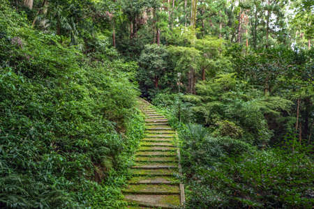 Mountain path surrounded by greenery