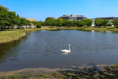 A swan floating on the surface of a pondの写真素材