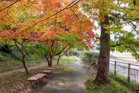 Autumn park colored with Japanese maple leaves