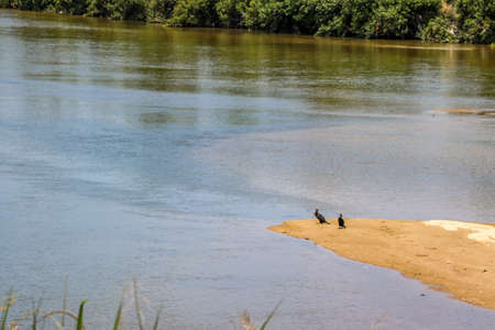 Riverbed with wild birds