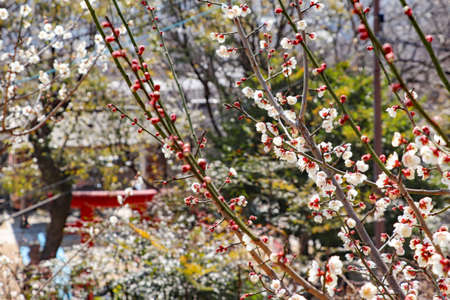 Japanese ume blossom in early spring