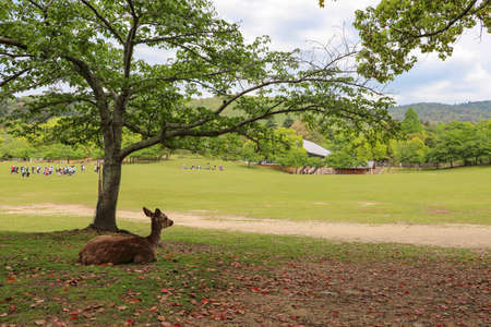 Deer resting in the shade of a tree in Nara Parkの写真素材