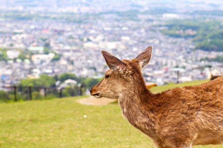 Wild deer in Mt. Wakakusa, Naraの写真素材