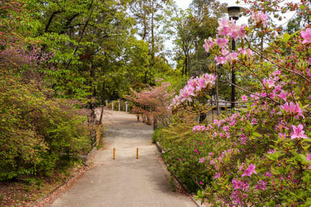 Spring park colored with pink azaleaの写真素材
