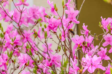 Pink azalea flowers with a big beeの写真素材