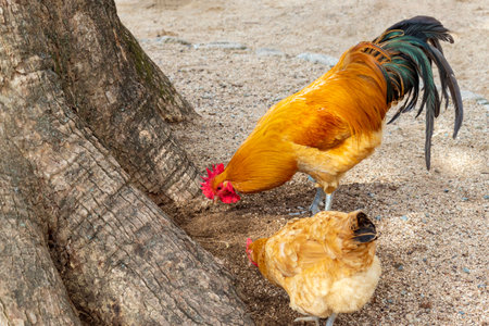 Chickens sticking the root of a tree with their beaksの写真素材
