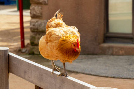 A chicken walking on the ranch fenceの写真素材
