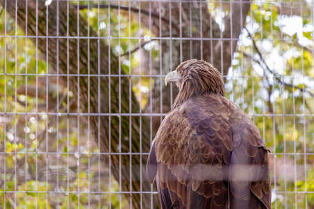 The back view of an eagle