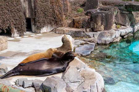Three sea lions relaxing at the waterside