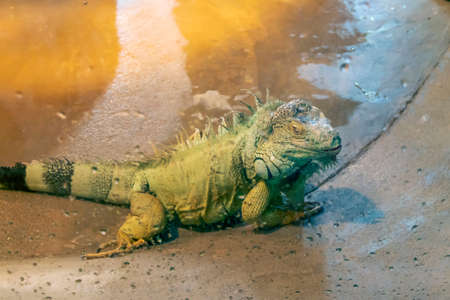 Green iguana landing from waterの写真素材