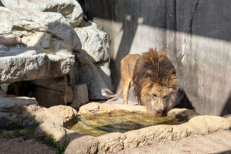 A lion drinking waterの写真素材