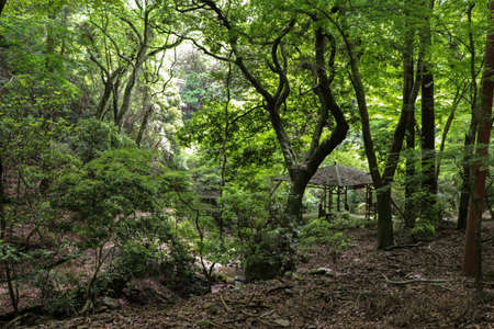 Mt. Kasuga Primeval forest in Nara, Japan