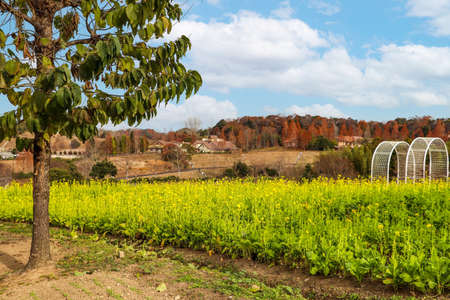 Countryside with yellow rape blossomsの写真素材