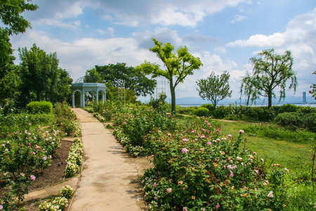 English garden with rose flowers by Lake Biwaの写真素材