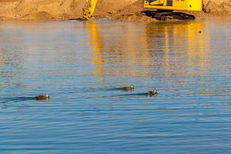 Construction machinery and wild ducks at the construction siteの写真素材