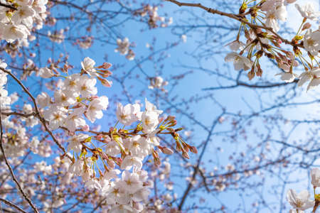 Pink cherry blossoms and blue sky