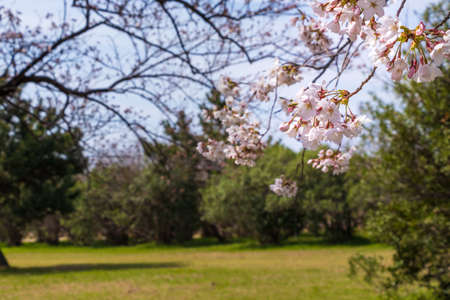 Spring park with cherry blossoms