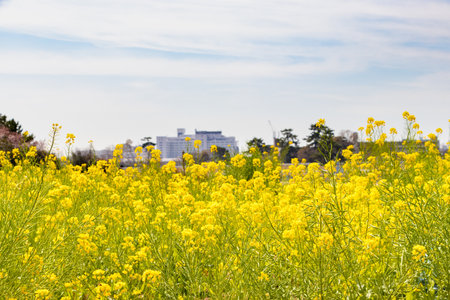 Yellow rape field in springの写真素材