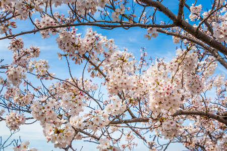 Cherry blossoms in full bloomの写真素材
