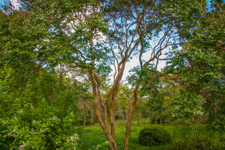 Lagerstroemia tree with slippery trunk surface