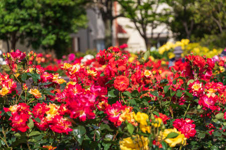 Colorful rose flowers blooming in the gardenの写真素材