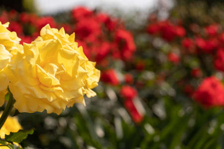 Large yellow rose flower in the gardenの写真素材