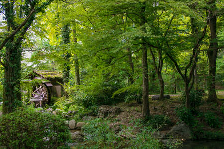 Beautiful green forest with water millの写真素材