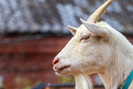 Profile of cute white goatの写真素材