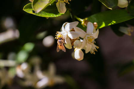 Honey bee on white flower in the sunlight
