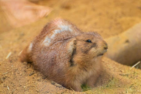 A cute prairie dog nestling on the groundの写真素材