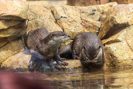Two otters playing by the waterの写真素材