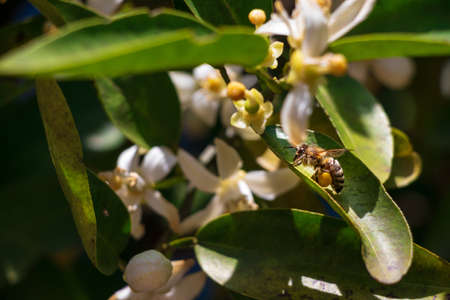 Honey bee holding pollen lumps on its legsの写真素材