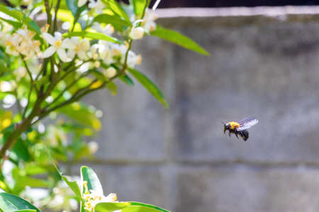 Carpenter bee flying around a tree with white blossoms