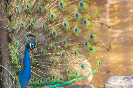 A peacock spreading beautiful wings by the waterの写真素材