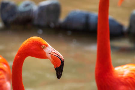 Close-up on American flamingo head