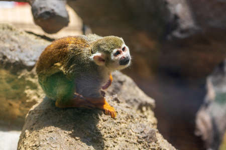 Squirrel monkey bathing in sunlight on a rock