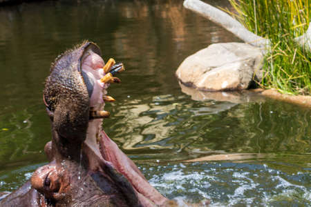 Hippopotamus with wide open mouth