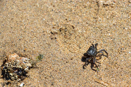 Small crab walking on the sandy beachの写真素材