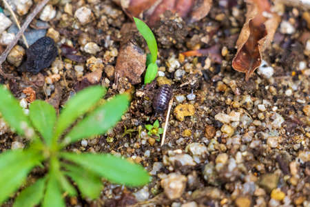 A wood louse moving on the groundの写真素材