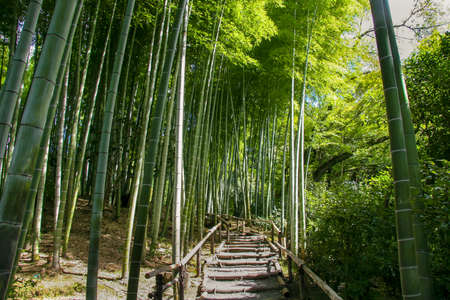 Path in the bamboo forestの写真素材